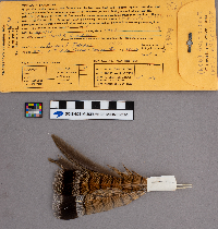 Bonasa umbellus image