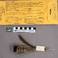 Bonasa umbellus image