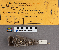 Bonasa umbellus image