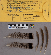 Bonasa umbellus image