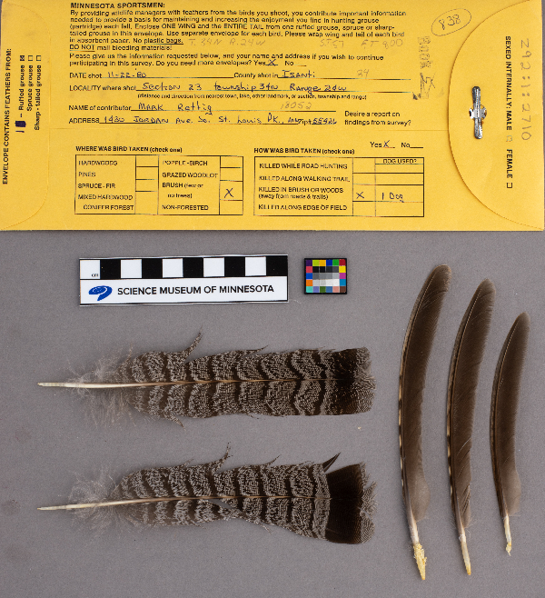 Bonasa umbellus image