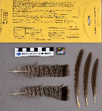 Bonasa umbellus image