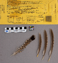 Bonasa umbellus image