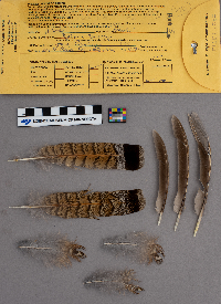 Bonasa umbellus image