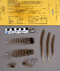 Bonasa umbellus image