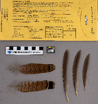 Bonasa umbellus image