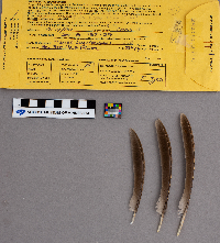 Bonasa umbellus image