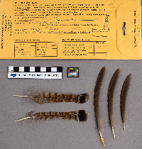 Bonasa umbellus image