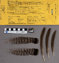 Bonasa umbellus image