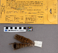 Bonasa umbellus image