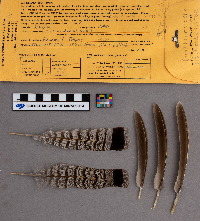 Bonasa umbellus image