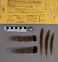 Bonasa umbellus image