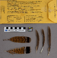 Bonasa umbellus image