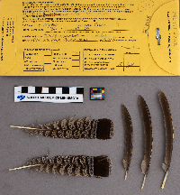 Bonasa umbellus image