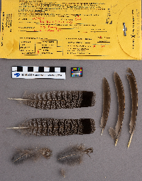 Bonasa umbellus image