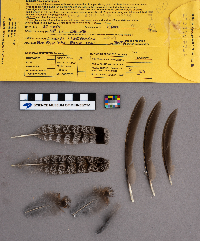 Bonasa umbellus image