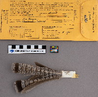 Bonasa umbellus image