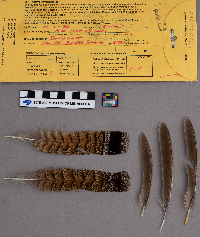 Bonasa umbellus image