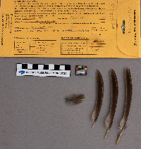 Bonasa umbellus image