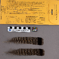 Bonasa umbellus image