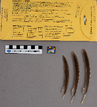 Bonasa umbellus image