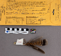 Bonasa umbellus image