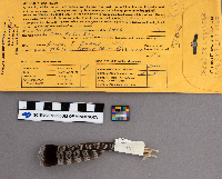 Bonasa umbellus image