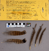 Bonasa umbellus image