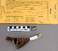 Bonasa umbellus image