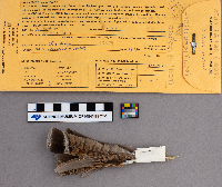 Bonasa umbellus image