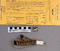 Bonasa umbellus image