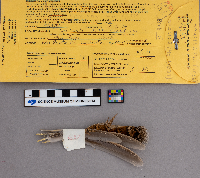 Bonasa umbellus image