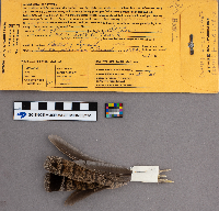 Bonasa umbellus image