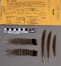 Bonasa umbellus image