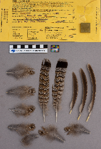 Bonasa umbellus image