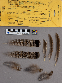 Bonasa umbellus image