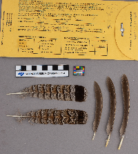 Bonasa umbellus image