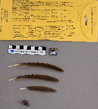 Bonasa umbellus image