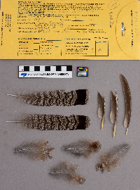 Bonasa umbellus image