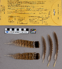 Bonasa umbellus image