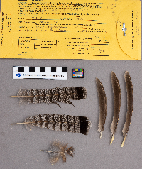 Bonasa umbellus image