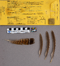 Bonasa umbellus image