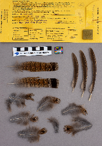 Bonasa umbellus image