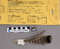 Bonasa umbellus image