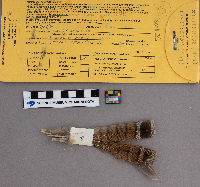 Bonasa umbellus image