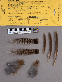 Bonasa umbellus image