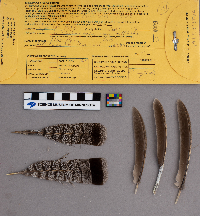 Bonasa umbellus image