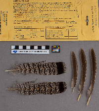 Bonasa umbellus image