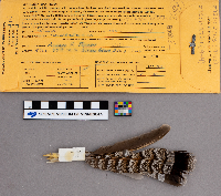 Bonasa umbellus image