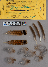 Bonasa umbellus image